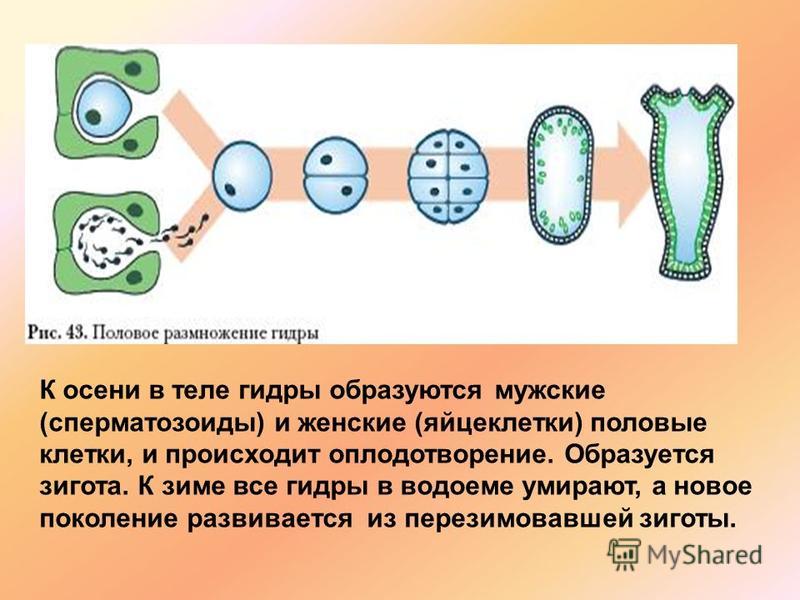 Гашиш телега